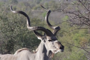 poľovanie Namíbia