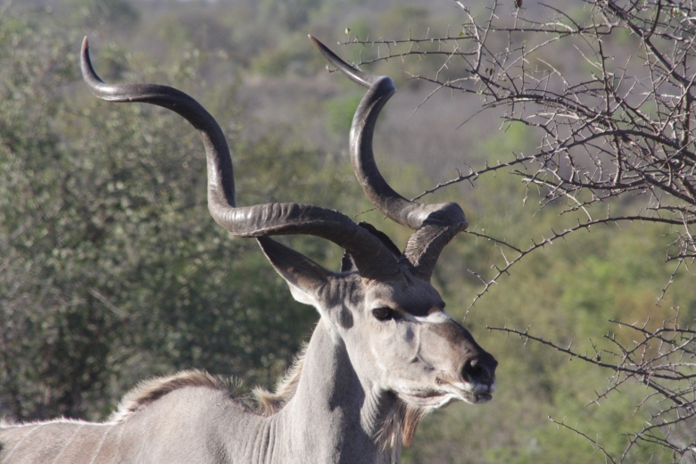 Poľovanie Namíbia – ulovte si vzácnu trofej Kudu